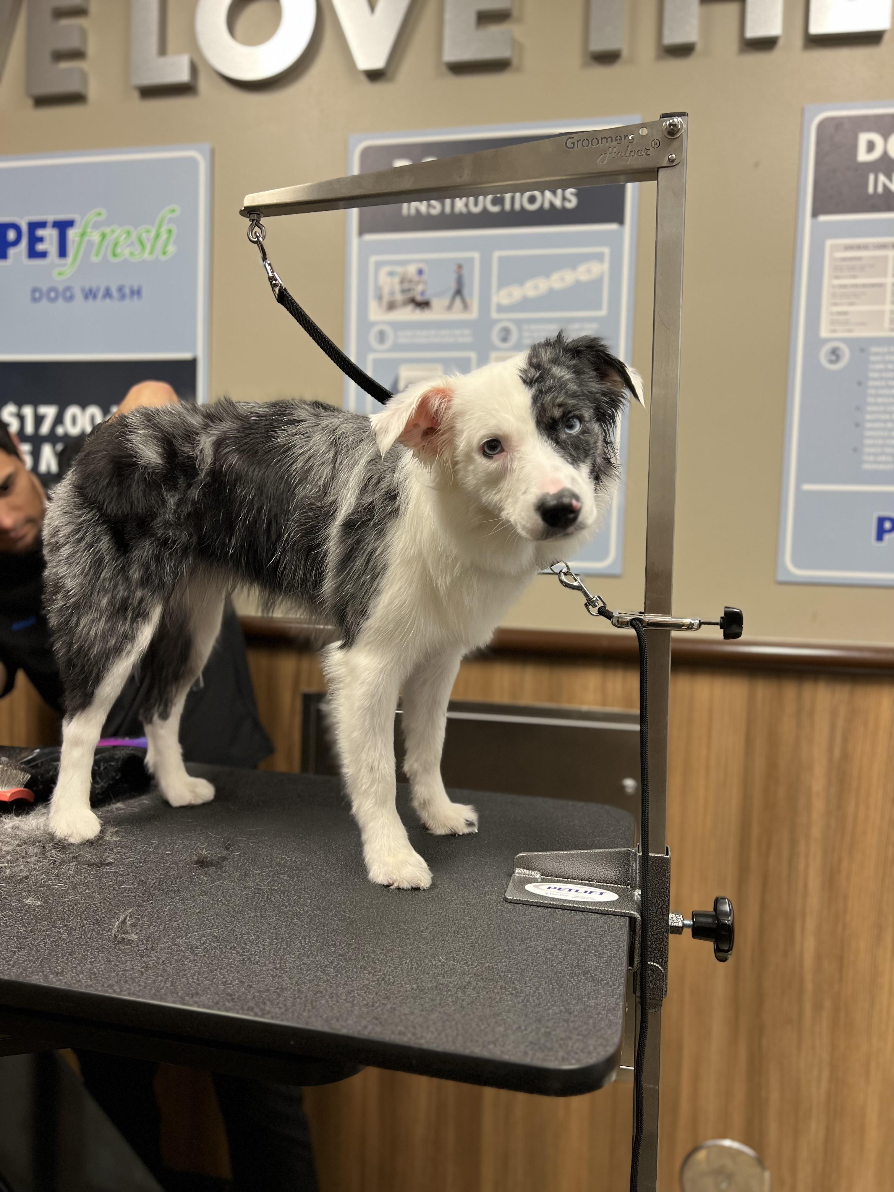 Pet Fresh Dog Wash Grooming Salon South Saint Paul MN Vagaro